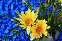 BLUE STONE&YELLOW FLOWER