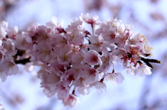 桜