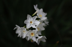 PAPER WHITE