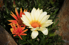 warming flower