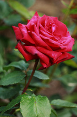 Full-bloomed ROSE