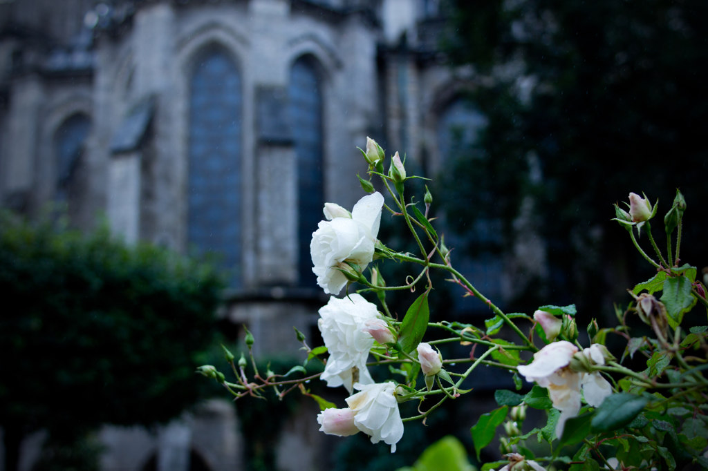 A white rose