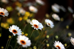 Marguerite