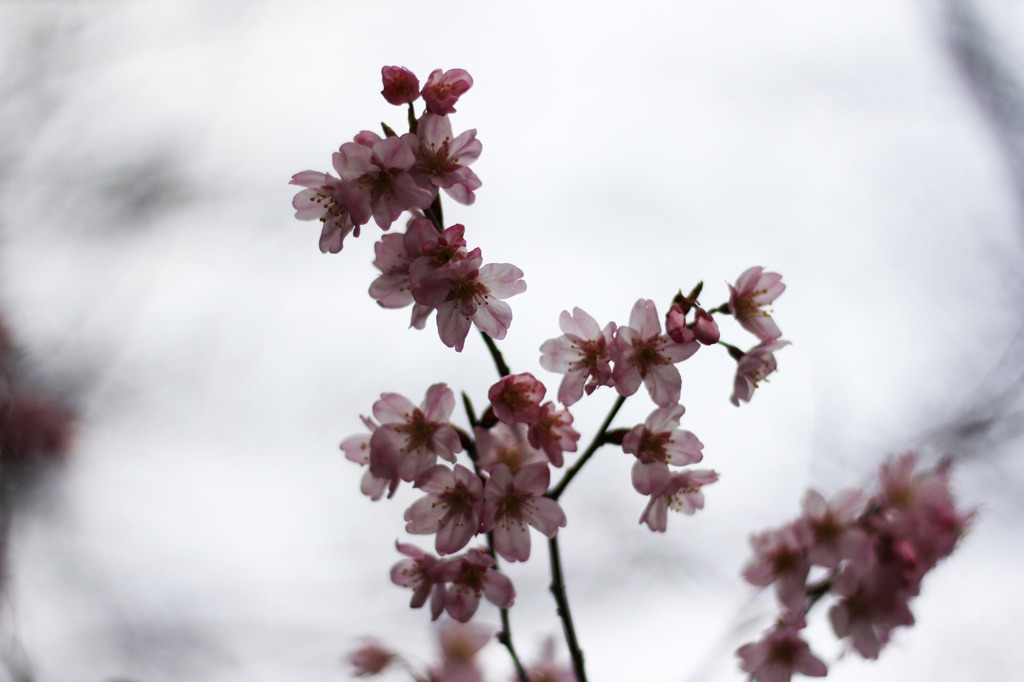透かし桜