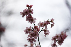 透かし桜
