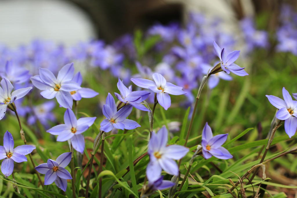 Bule Narcissus