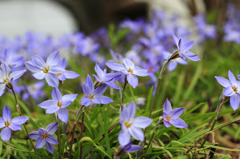 Bule Narcissus