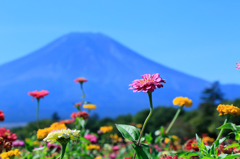 富士山と百日草