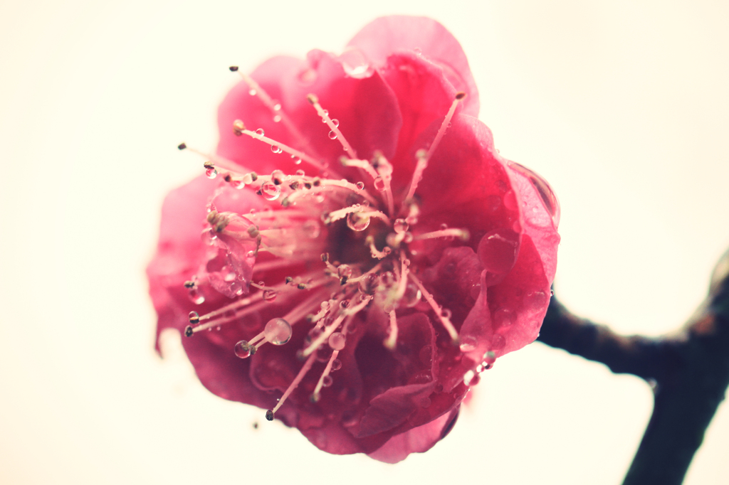 こぼれおちそうな水玉