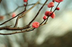 春の息づかい