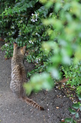 仔猫の背中