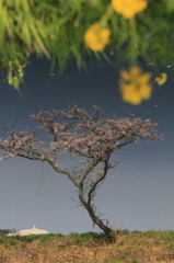 空から菜の花