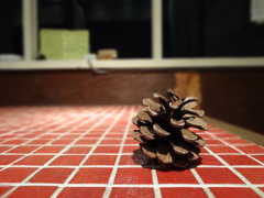 まつぼっくり