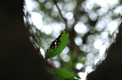 蝕まれても、生きていく。