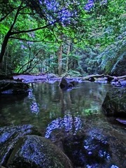 森の水たまり