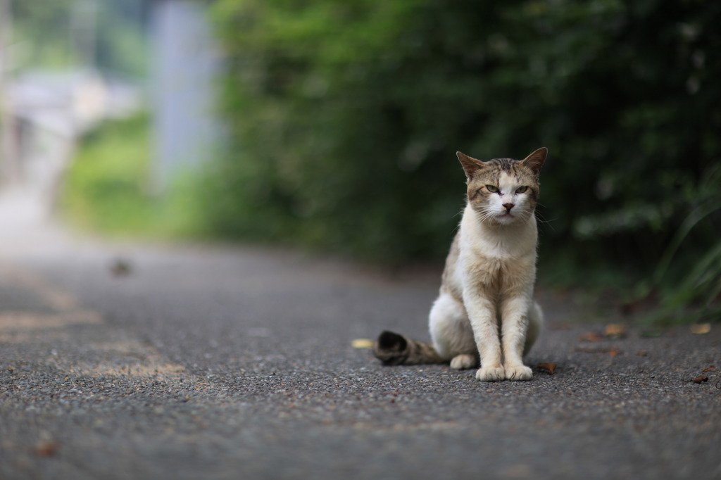 かしこまって