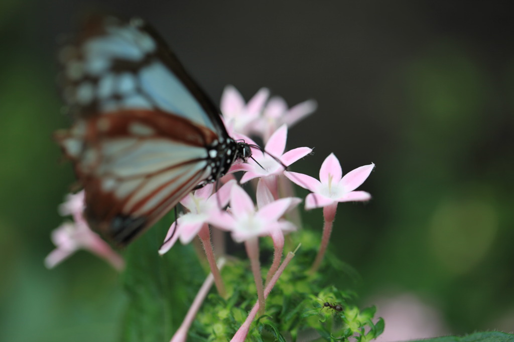 桃色の蜜をもとめて