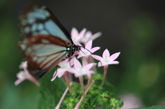 桃色の蜜をもとめて