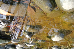 水の中の森