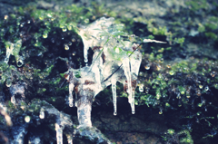 氷の中で春を待つ