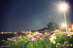 街灯の木漏れ陽