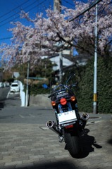 春の陽気に誘われて