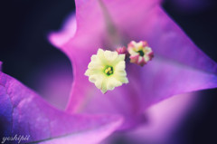 おはなのなかにおはながさいてる