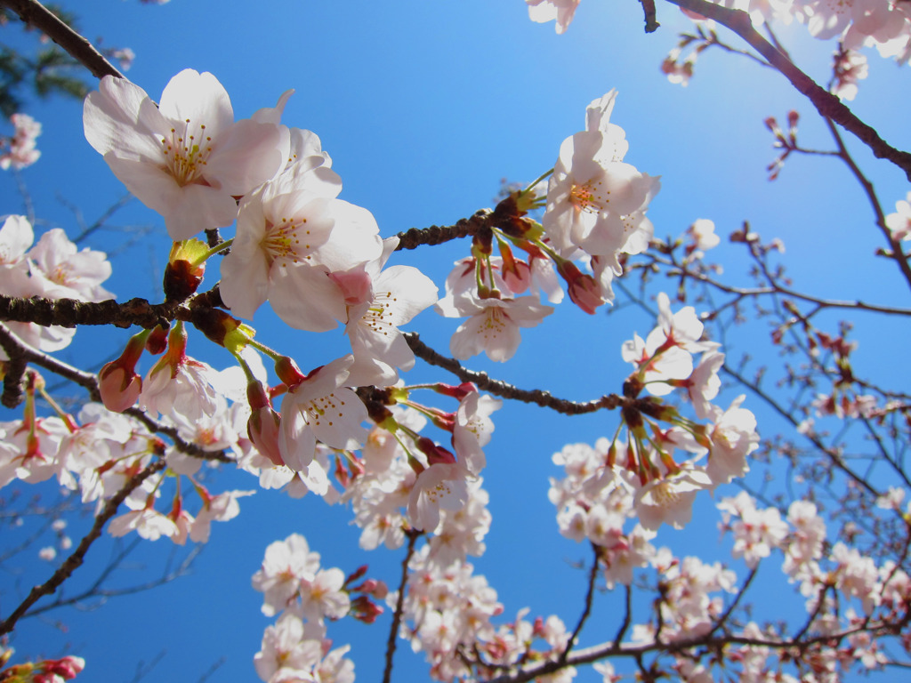 やっと桜撮りました