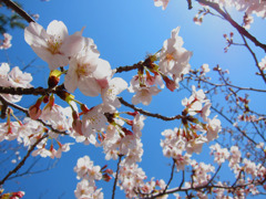 やっと桜撮りました