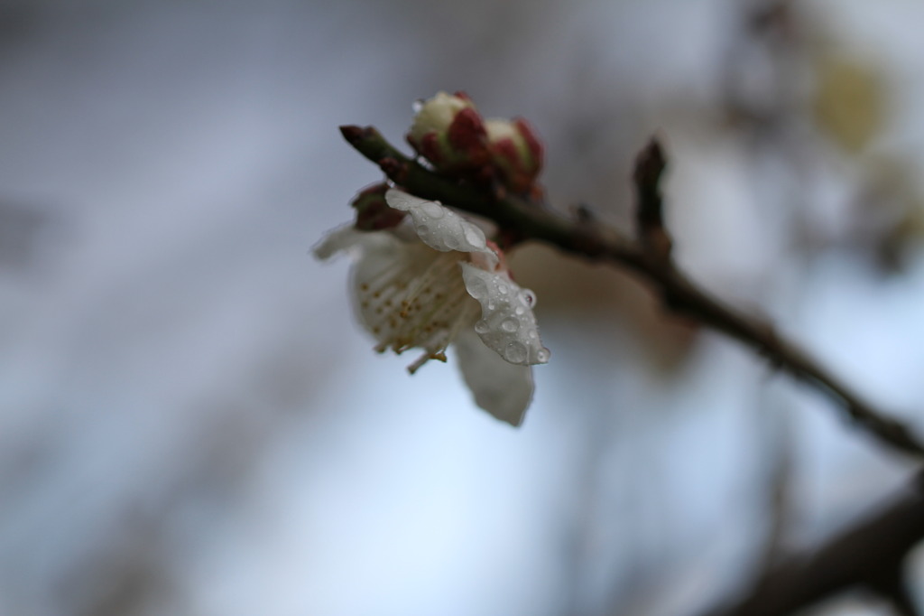 雨上がりの午後