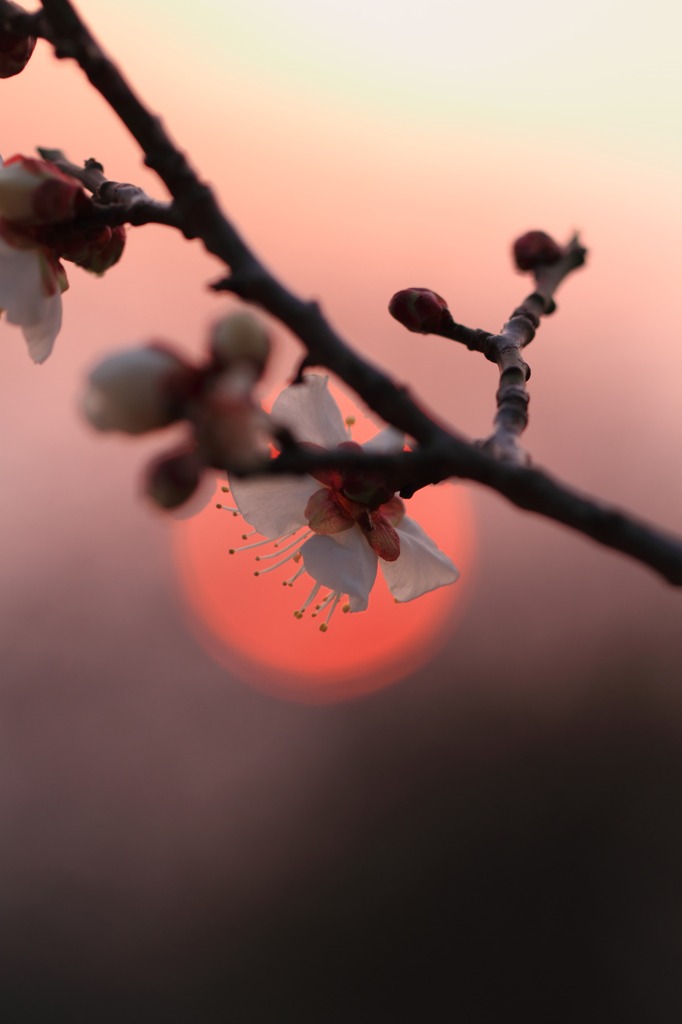 春の灯火