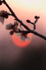 春の灯火