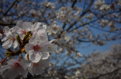 桜が咲いたね