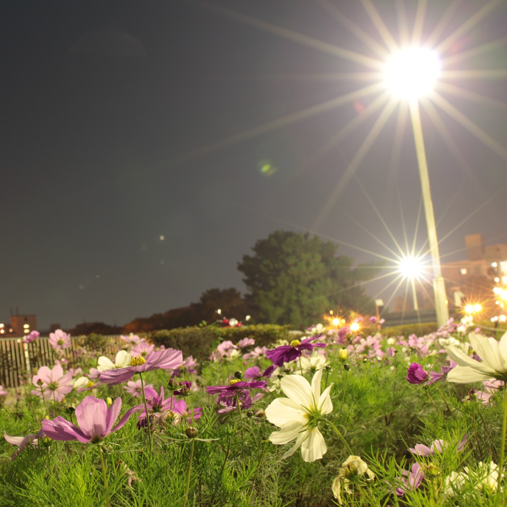 夜に2つの太陽