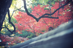 となりのmomijiは赤い