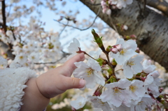 初めて触れる春と桜