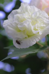 もう冬だよ　早くお帰り