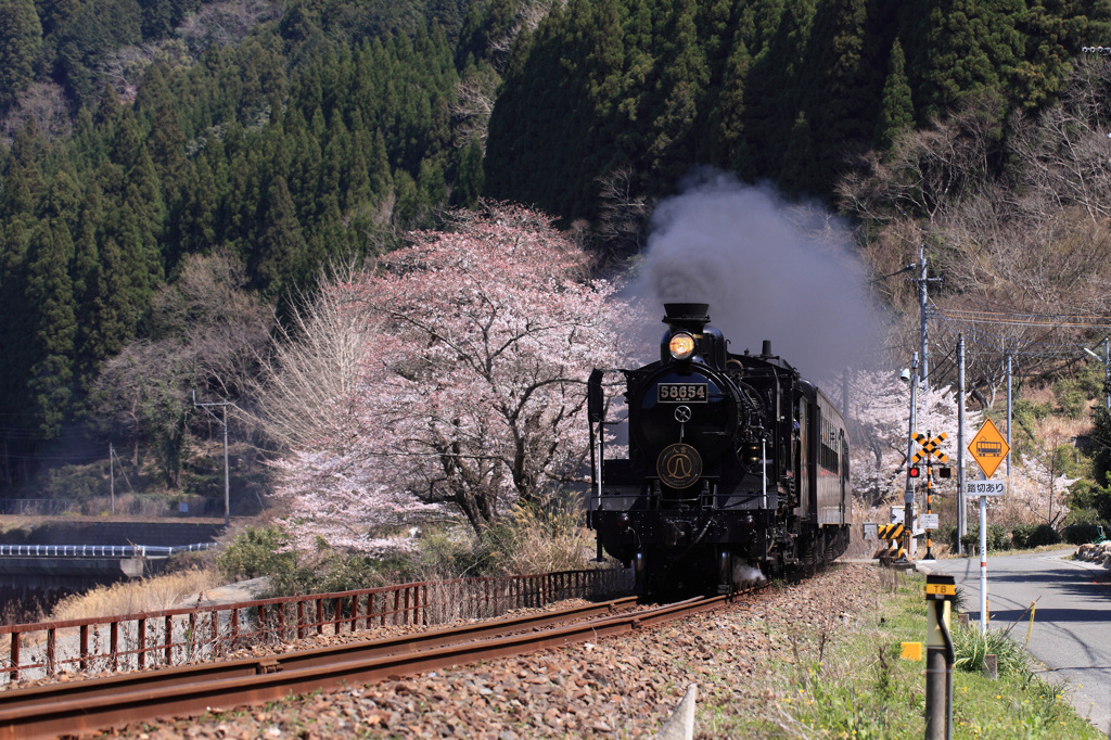 咲き始めの桜と