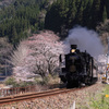 咲き始めの桜と