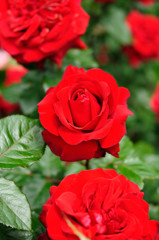 赤薔薇