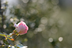 薔薇