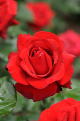 赤薔薇２