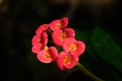 小さな花