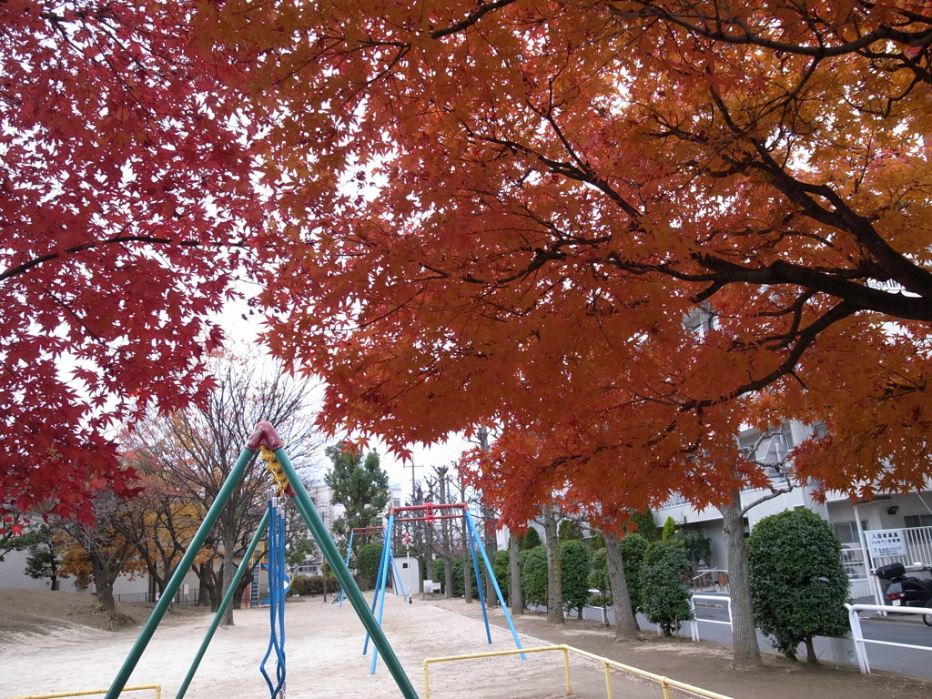 近所の公園の秋