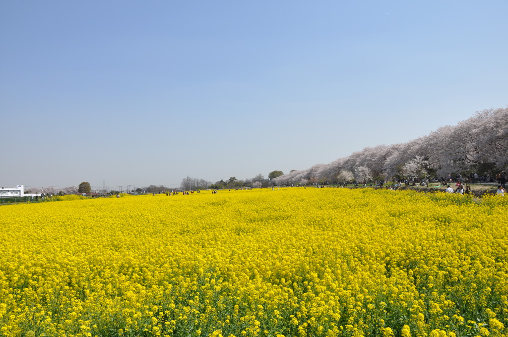 お花見日和