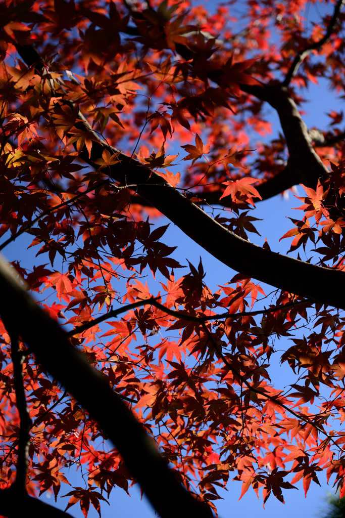 赤　黒　青空