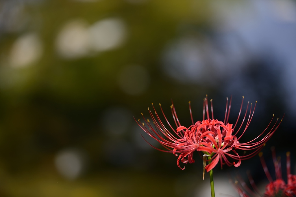 曼珠沙華