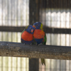 ゴシキセイガイインコ