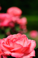 桃薔薇～