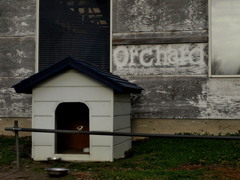 犬小屋